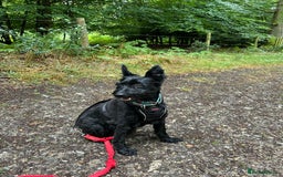 Mixed Breed dogs for adoption: Sweet Snaci looking for LOVE in Salisbury - Image 12