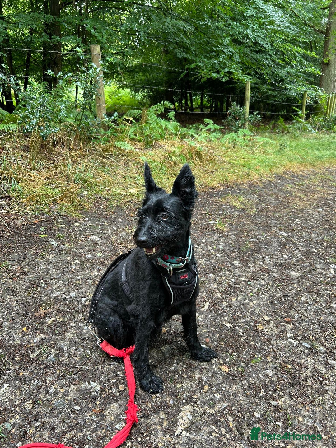 Mixed Breed dogs for adoption: Sweet Snaci looking for LOVE in Salisbury - Image 12