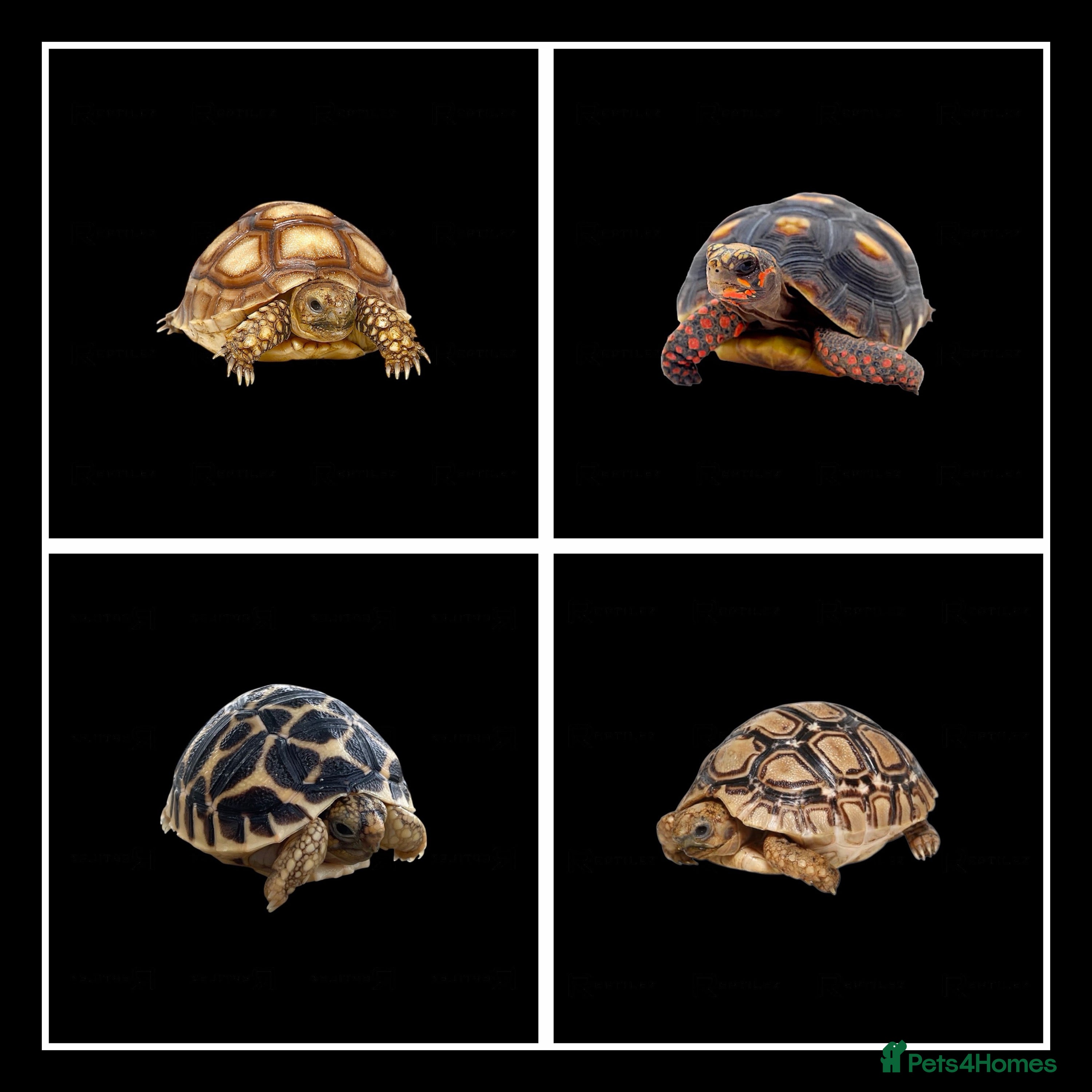 Tortoise reptiles TORTOISE BABIES - Advert 3