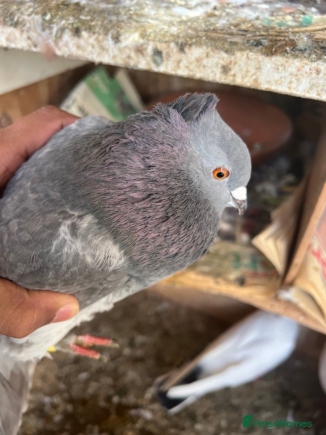 Pigeons birds for sale: All Piegons must go - Image 3