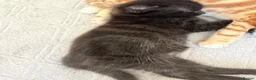 Mixed Breed cats for sale: Kittens  in Knaresborough - Advert 9