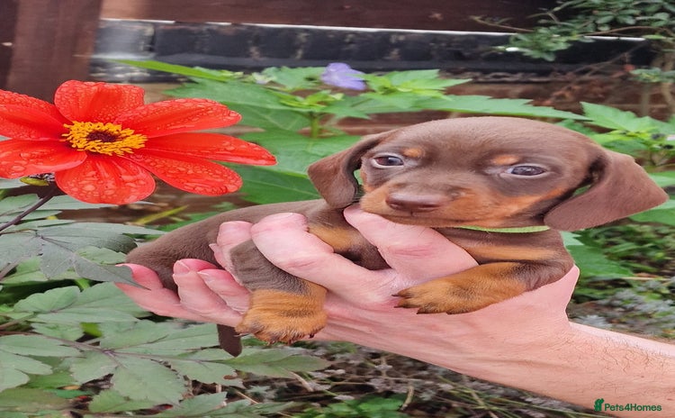 Dachshund dogs - Advert 1
