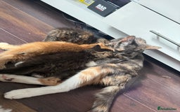 Mixed Breed cats for sale: 3 sweet kittens ready 27th Sep - Image 4