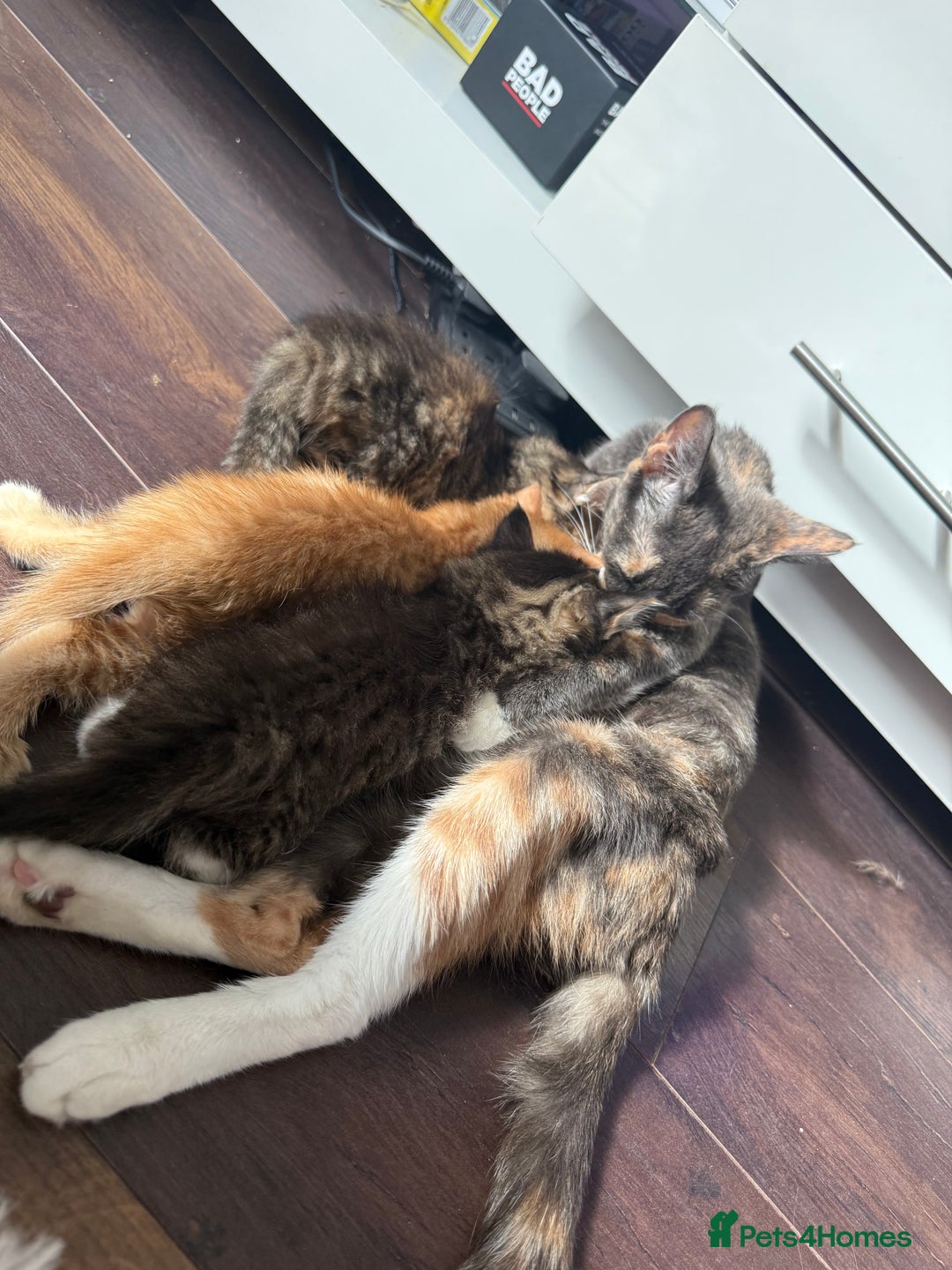 Mixed Breed cats for sale: 3 sweet kittens ready 27th Sep - Image 4