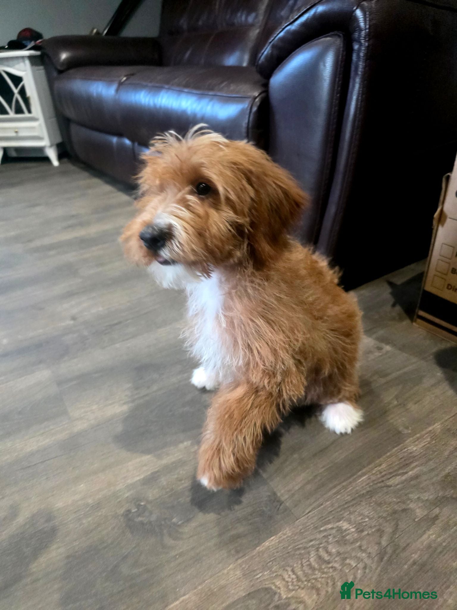 Labradoodle dogs 1 boy left Adorable F1B Miniature labradoodles - Advert 1