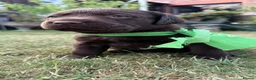 Labrador Retriever dogs for sale: Wonderful KC Chocolate Labrador Pups for Sale - Advert 12
