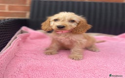 Cockapoo dogs for sale: 🐶❤️💙fully vaccinated cockapoos ready now 🐶❤️💙 - Image 11