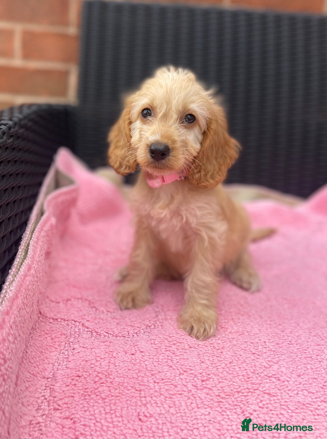 Cockapoo dogs for sale: 🐶❤️💙fully vaccinated cockapoos ready now 🐶❤️💙 - Image 11