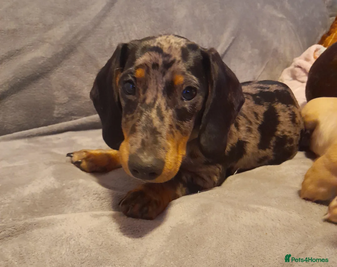 Miniature Dachshund dogs for stud: KC Chocolate dapple boy for stud very gentle. in Skegness - Advert 22