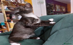 Savannah cats for sale: Playful Savannah F5 Mix Kittens for Loving Homes - Image 19