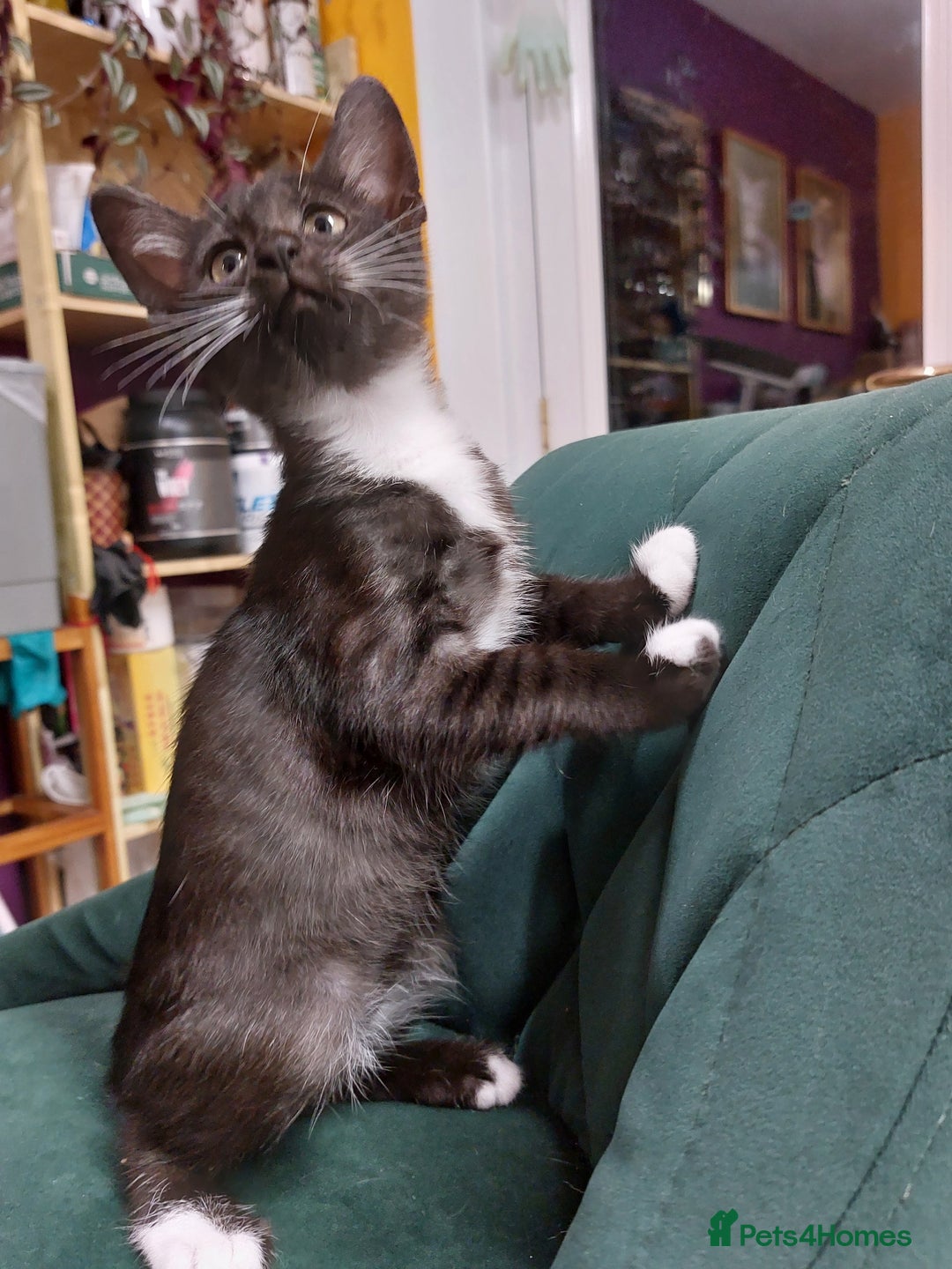 Savannah cats for sale: Playful Savannah F5 Mix Kittens for Loving Homes - Image 19