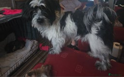 Mixed Breed dogs for sale: Jack russell pups - Image 4