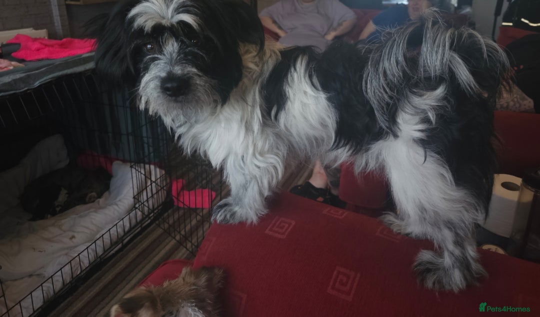Mixed Breed dogs for sale: Jack russell pups - Image 4