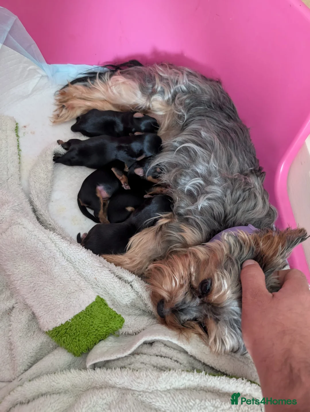 Yorkshire Terrier dogs for sale: 2 boy and 1 girl - Advert 2