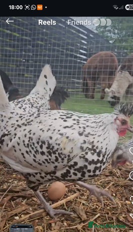 Chickens poultry - Advert 16