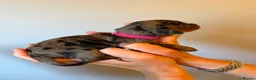 Miniature Dachshund dogs for sale:  🐾 Stunning longhaired mini dachshunds 🐾 - Advert 17