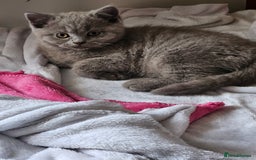 British Shorthair cats for sale: 2 British short hair boys  - Advert 5