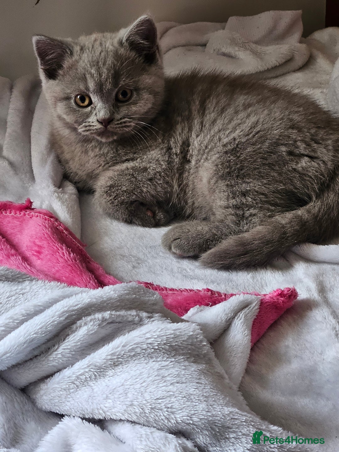 British Shorthair cats for sale: 2 British short hair boys  - Advert 5