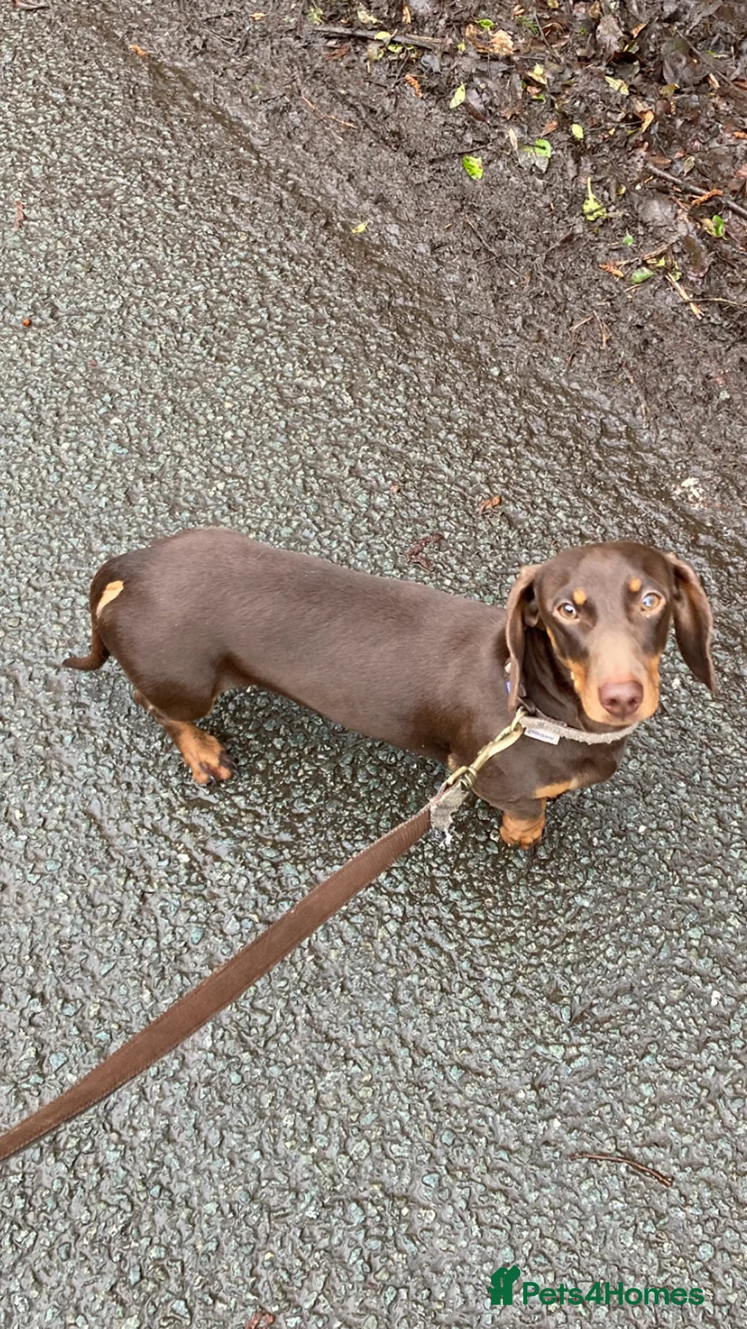Miniature Dachshund dogs for sale:  kc, pra clear, fully trained miniature dachshund  - Advert 1