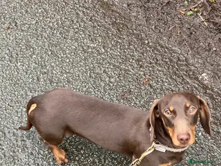 Miniature Dachshund dogs kc, pra clear, fully trained miniature dachshund - Advert 1