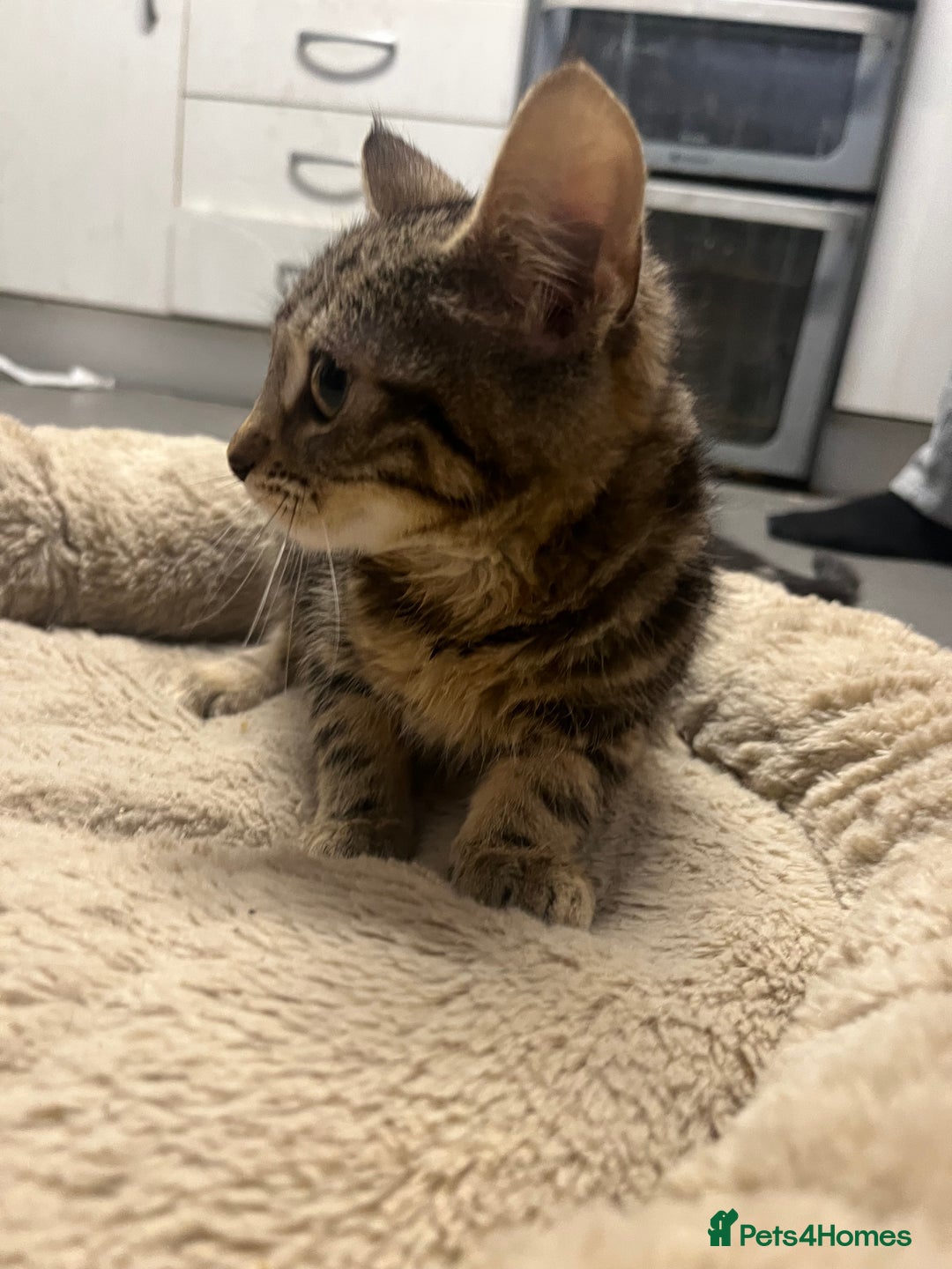 Mixed Breed cats for sale: Beautiful 12 week old Girl kitten for sale - Advert 6