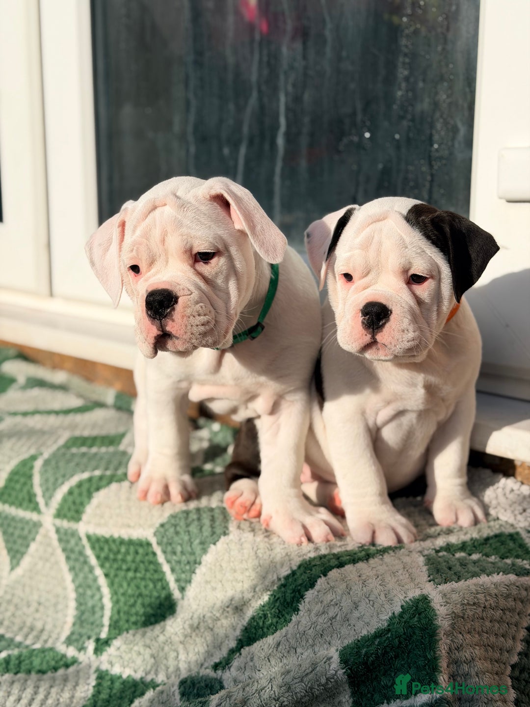 Old Tyme Bulldog dogs for sale: 🩷🩷Old Tyme Bulldog Puppies🩷🩷 - Image 4