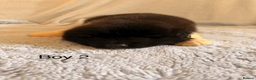 Akita dogs for sale: Chunky Beautiful American Akita Puppies - Advert 9