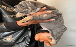 French Bulldog dogs for sale: beautiful frenchies - Image 22