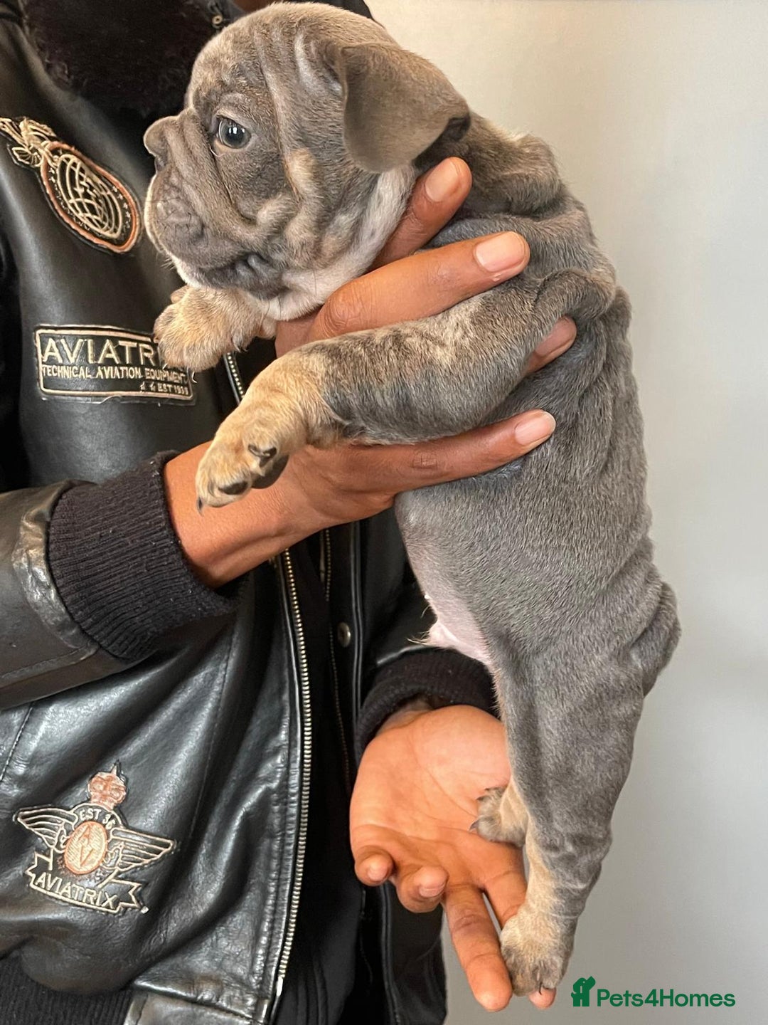 French Bulldog dogs for sale: beautiful frenchies - Image 22