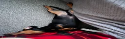 Miniature Dachshund dogs for sale: Miniature dachshund for sale in Newton Aycliffe - Advert 4