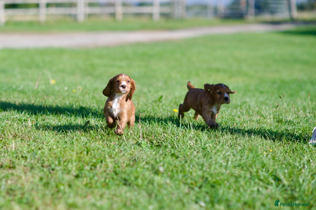 Cocker Spaniel dogs for sale: KC Reg – Fully Health Tested – Working Cocker Pups - Image 20