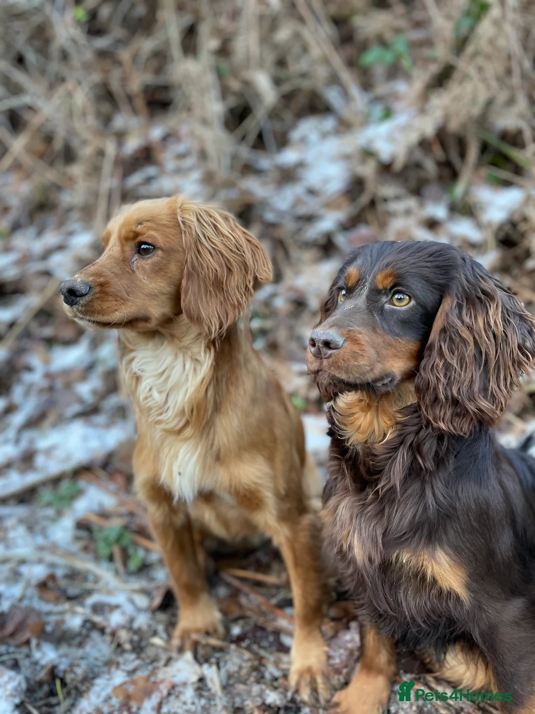 Cocker Spaniel dogs for stud: Small, Compact Health Tested Working Cocker at Stu in Harrogate - Advert 11