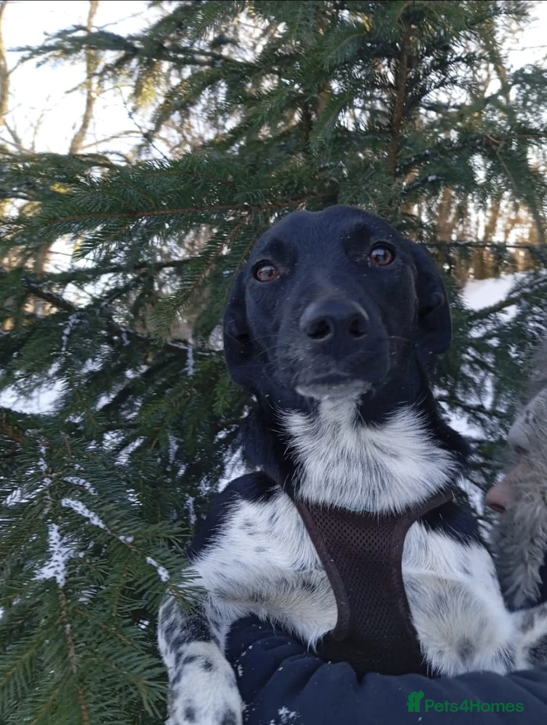 Mixed Breed dogs for adoption: ❤️GEMMIE❤️1yo girl, who chose life, people and fun - Advert 8