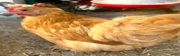 Chickens poultry for sale: Chickens and chicks read description - Advert 15