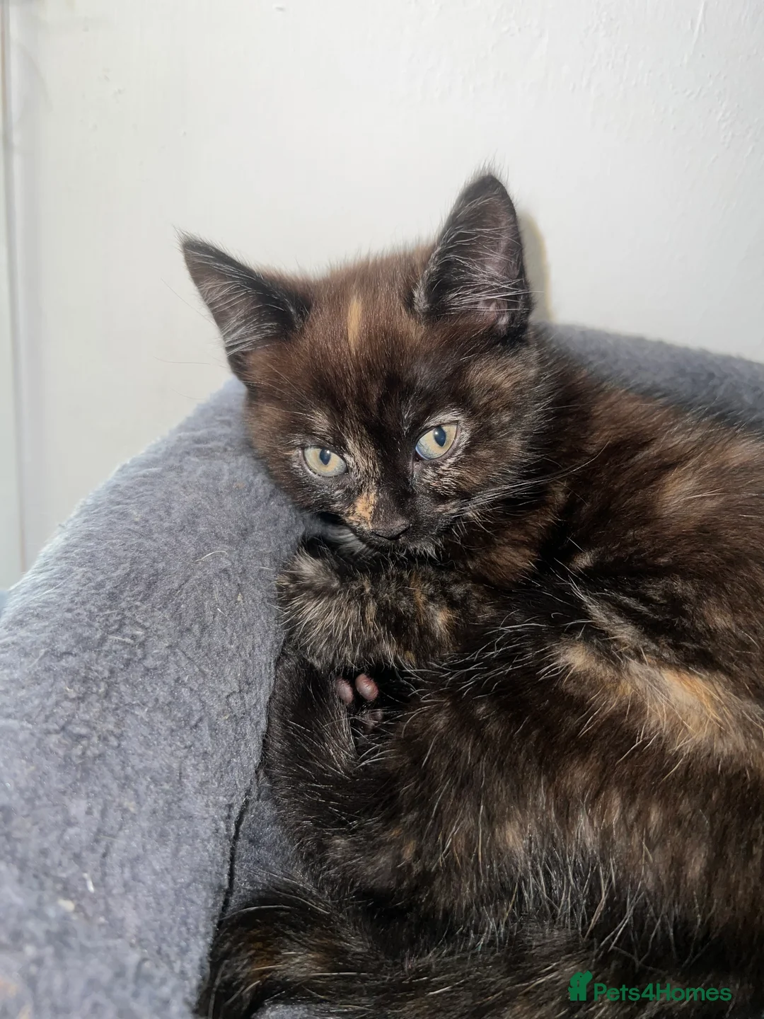 Mixed Breed cats for sale: 4 beautiful rag doll x kitten. 1 boy and 3 girls. - Advert 2