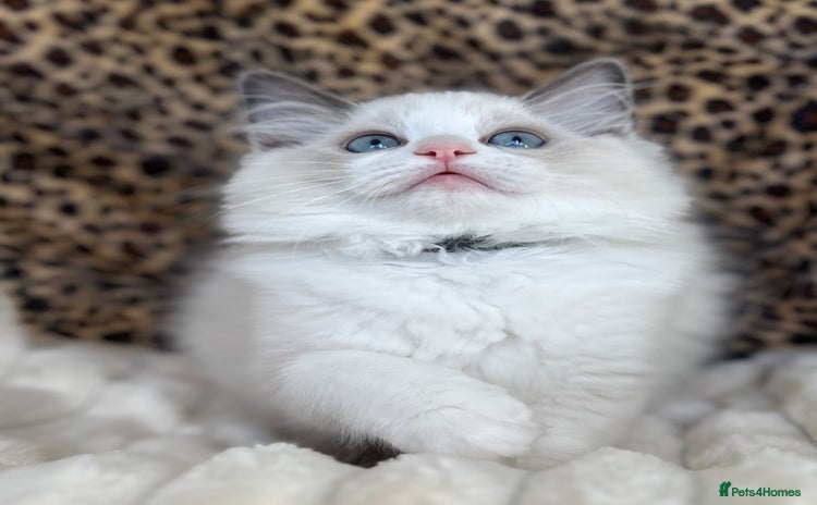 Ragdoll cats - Advert 14