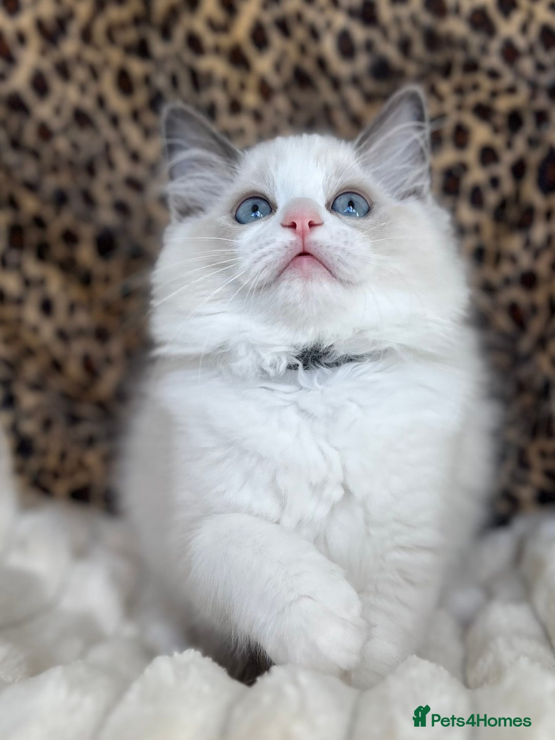 Ragdoll cats for sale: Beautiful Ragdoll girls - ready to reserve now! - Image 1
