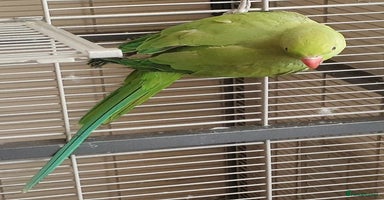 Parakeets birds - Advert 7