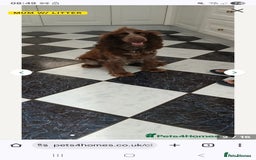 Cocker Spaniel dogs for sale: Working Cocker spaniel  - Image 6