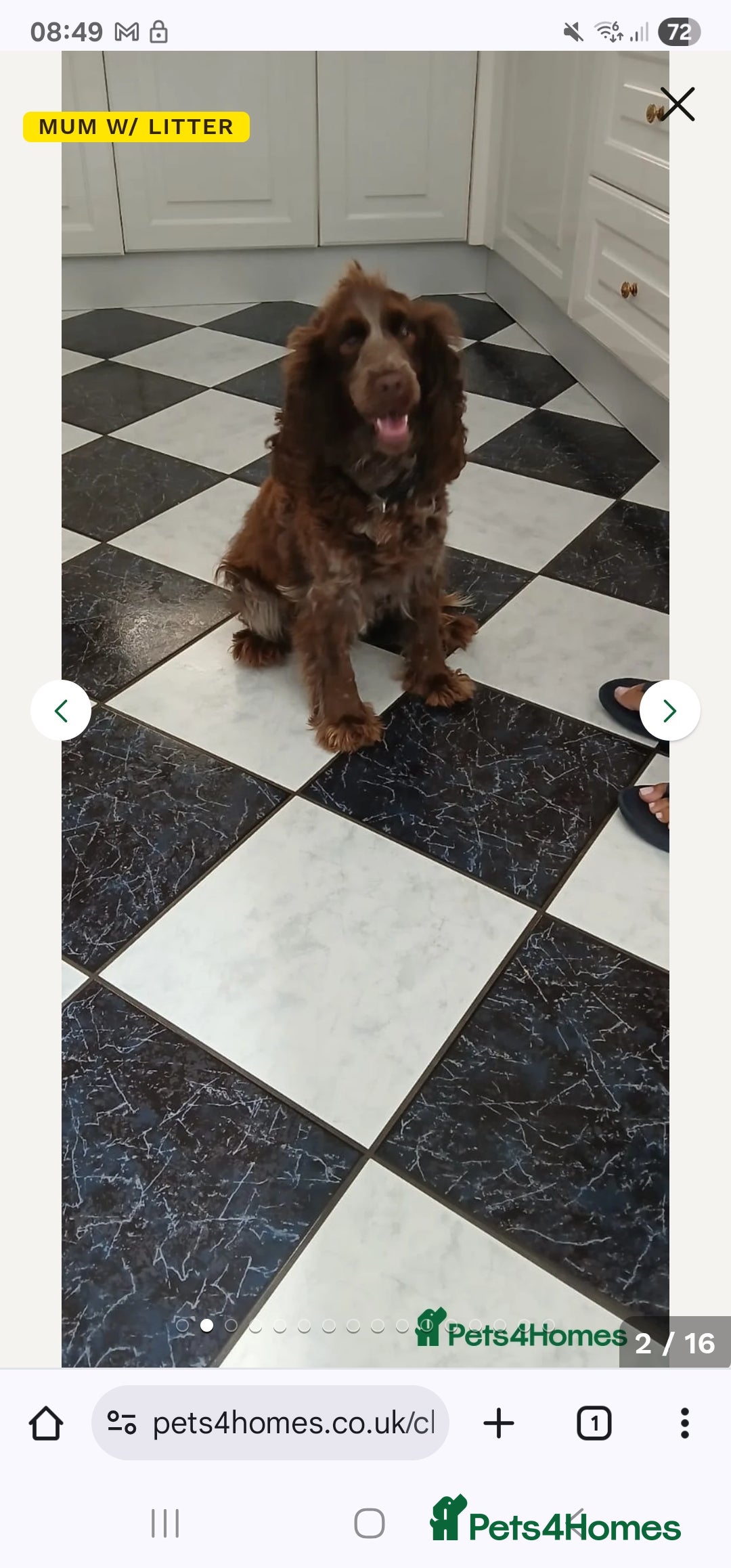 Cocker Spaniel dogs for sale: Working Cocker spaniel  - Image 6