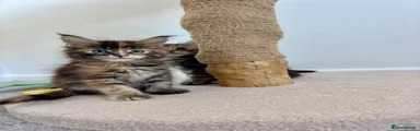 Maine Coon 4