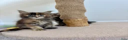Maine Coon cats for sale: TICA Registered Maine Coon Kittens. Reserve please - Advert 19