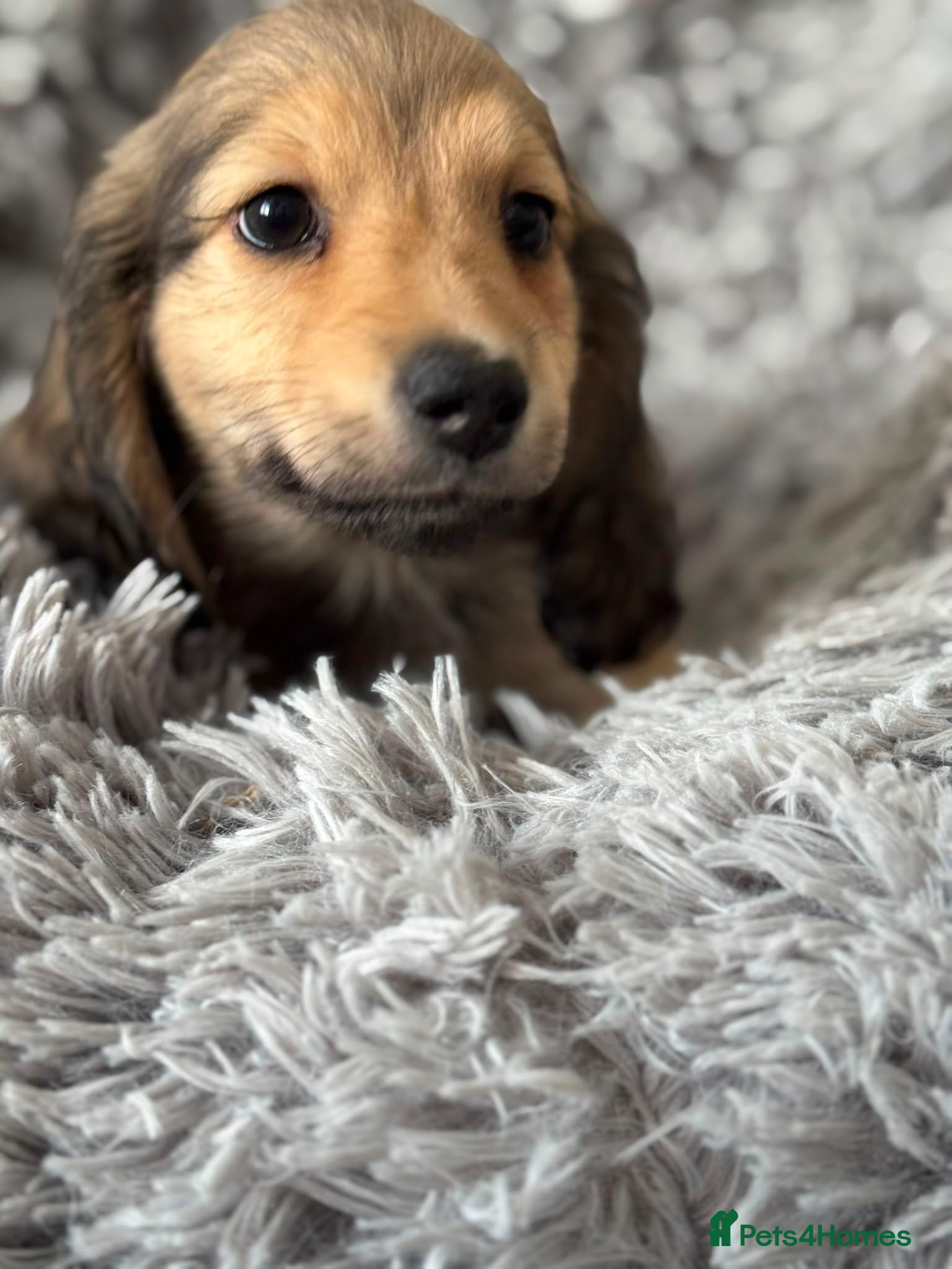 Miniature Dachshund dogs Ready to leave! 1 Miniature Dachshund Puppy - Advert 8