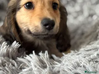 Miniature Dachshund dogs Ready to leave! 1 Miniature Dachshund Puppy - Advert 8