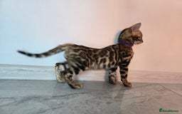 Bengal cats for sale: Stunning bengal kittens READY NOW - Image 17