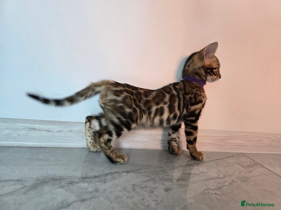 Bengal cats for sale: Stunning bengal kittens READY NOW - Image 17