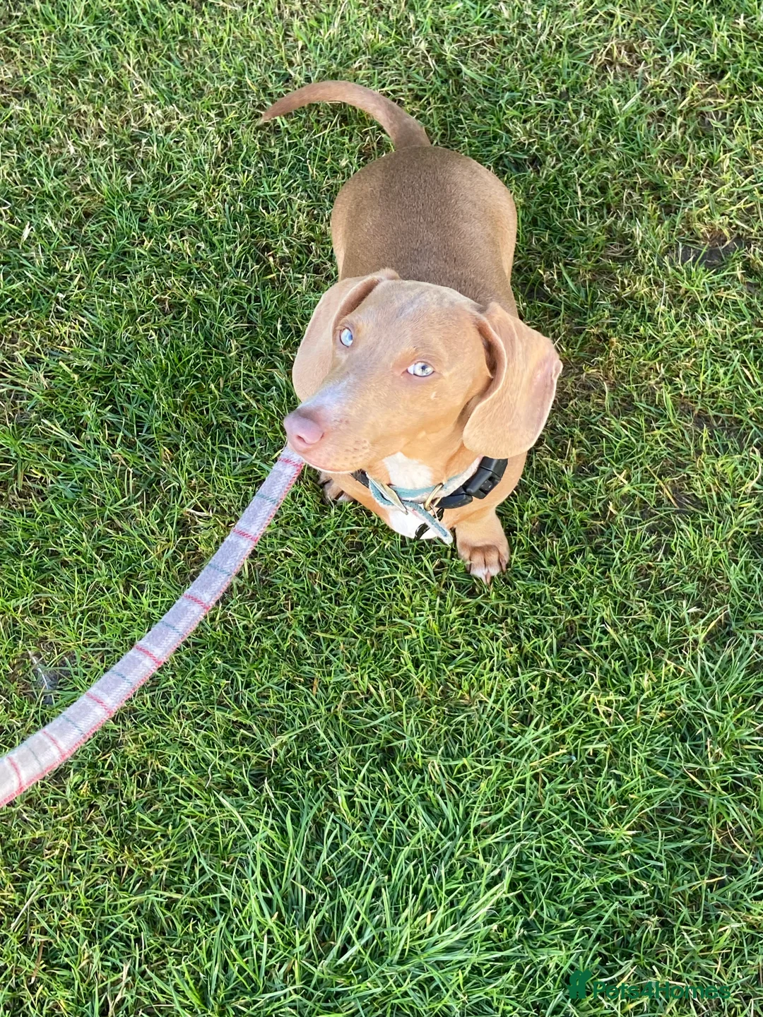 Miniature Dachshund dogs for sale: 2 year old miniature dachshund  - Advert 1