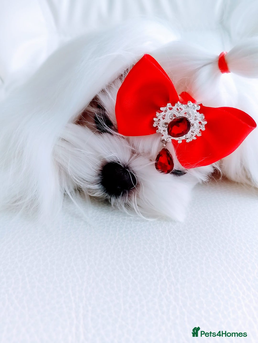 Maltese dogs for sale: 🩵KC reg  Korean doll face Maltese 🩵 - Image 1