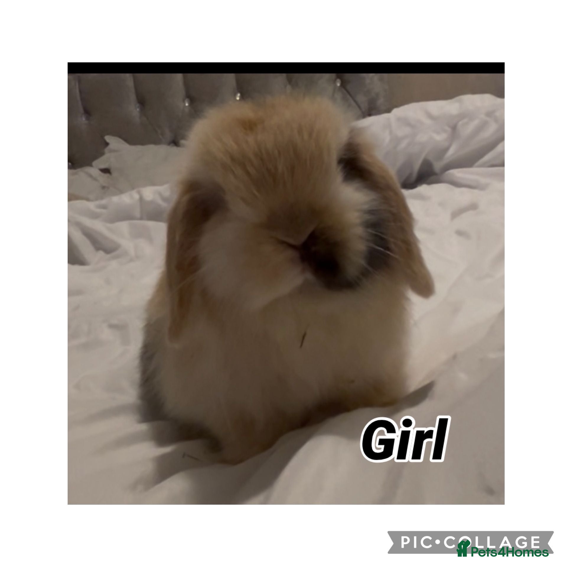 Mini Lop rabbits PEDIGREE MINI LOP BABIES READY NOW  - Advert 13