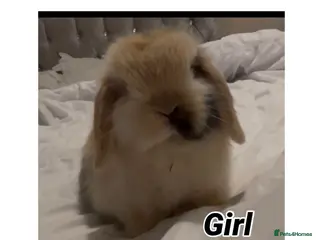 Mini Lop rabbits PEDIGREE MINI LOP BABIES READY NOW - Advert 13